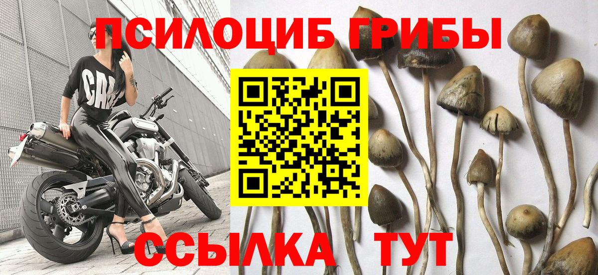 Галлюциногенные грибы Cubensis Барабинск